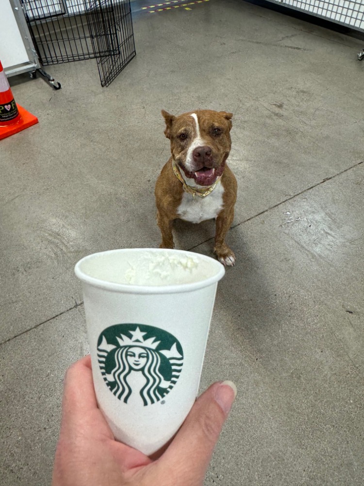 Enlarge Shakira, a Adoptable Pit Bull Terrier in Las Vegas, NV image 1/3