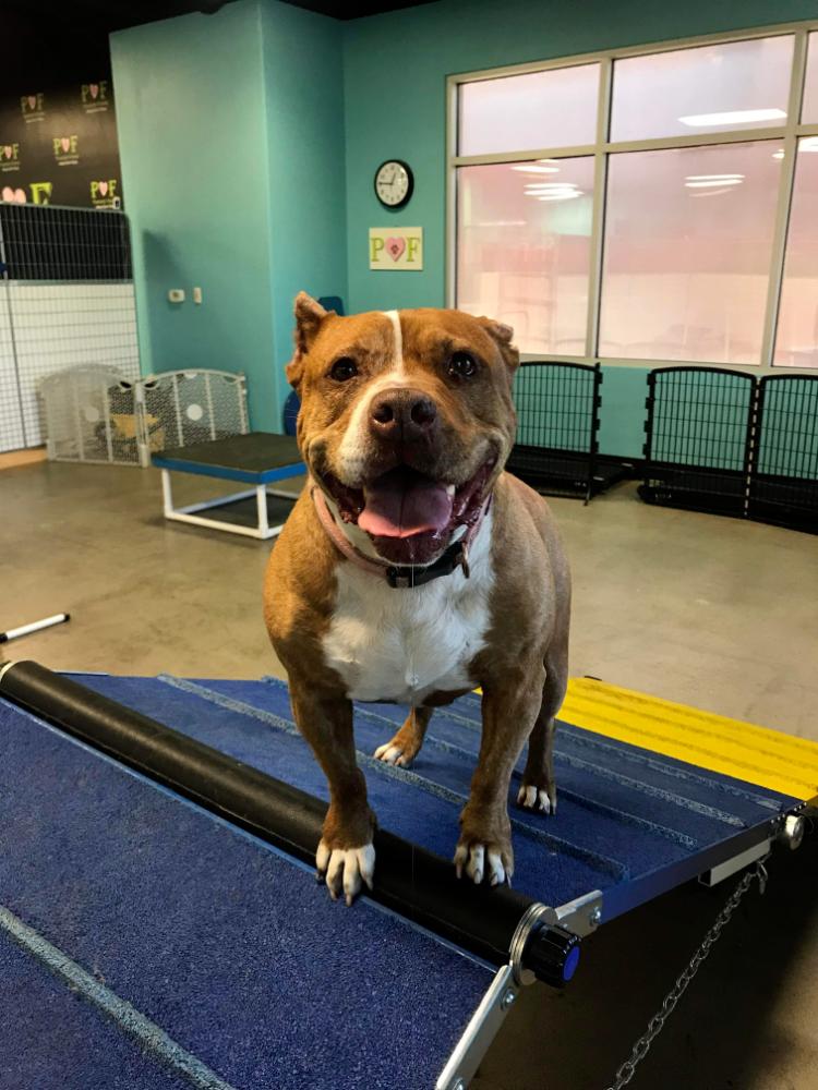 Shakira, Adoptable, Senior Female Pit Bull Terrier.