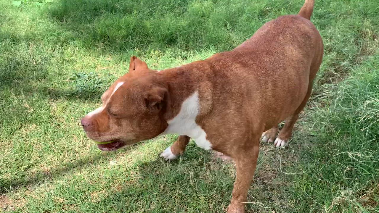 Enlarge Shakira, a Adoptable Pit Bull Terrier in Las Vegas, NV video 3/3