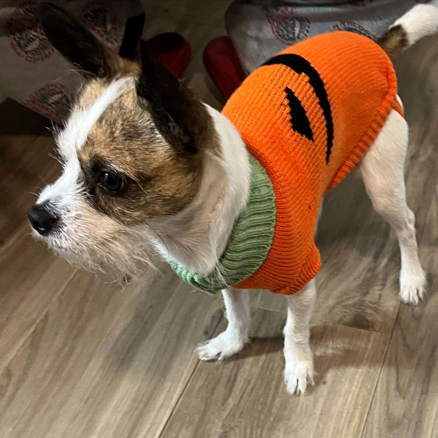 Yoda, Adopted, Young Male Chihuahua.