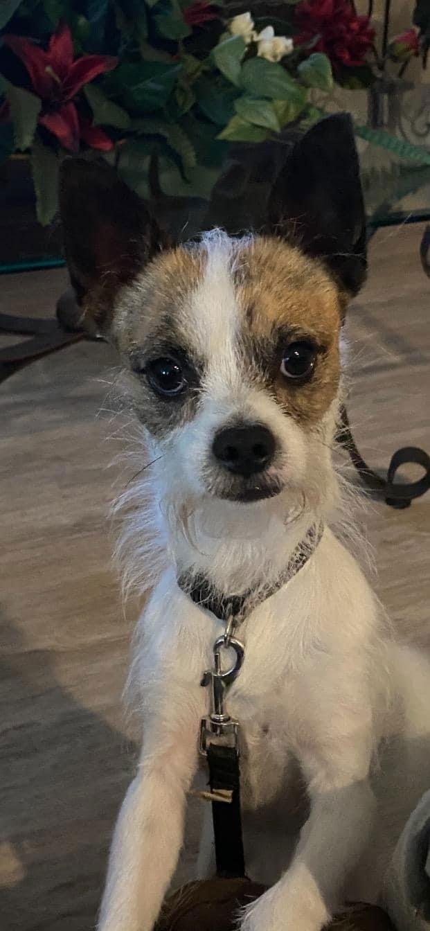 Enlarge Yoda, a Adopted Chihuahua in Lutherville, MD image 2/2