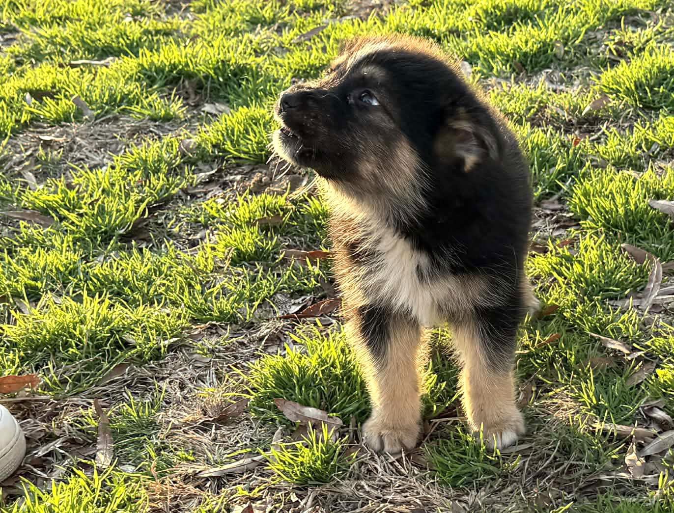 River-11wks now-Neuter Contract Required $425, Adoptable, Puppy Male German Shepherd Dog.