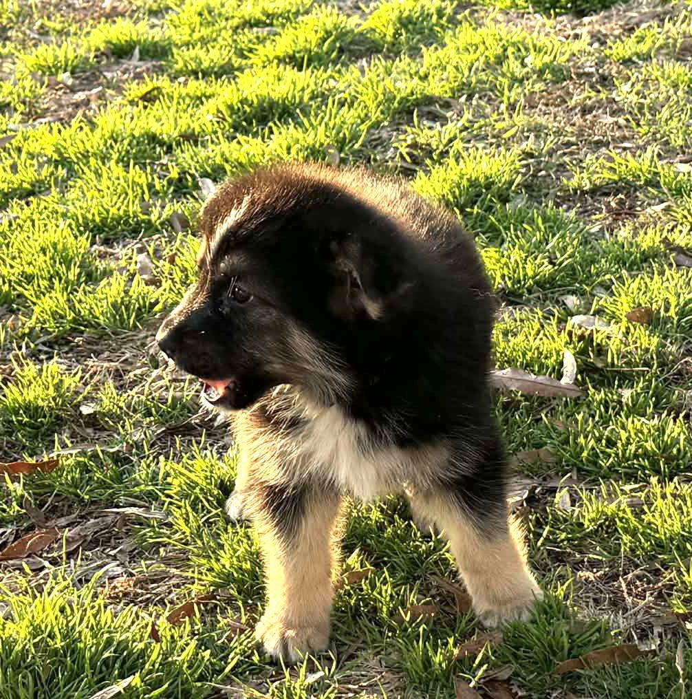 Enlarge River-11wks now-Neuter Contract Required $425, a Adoptable German Shepherd Dog in Holly Hill, SC image 2/3