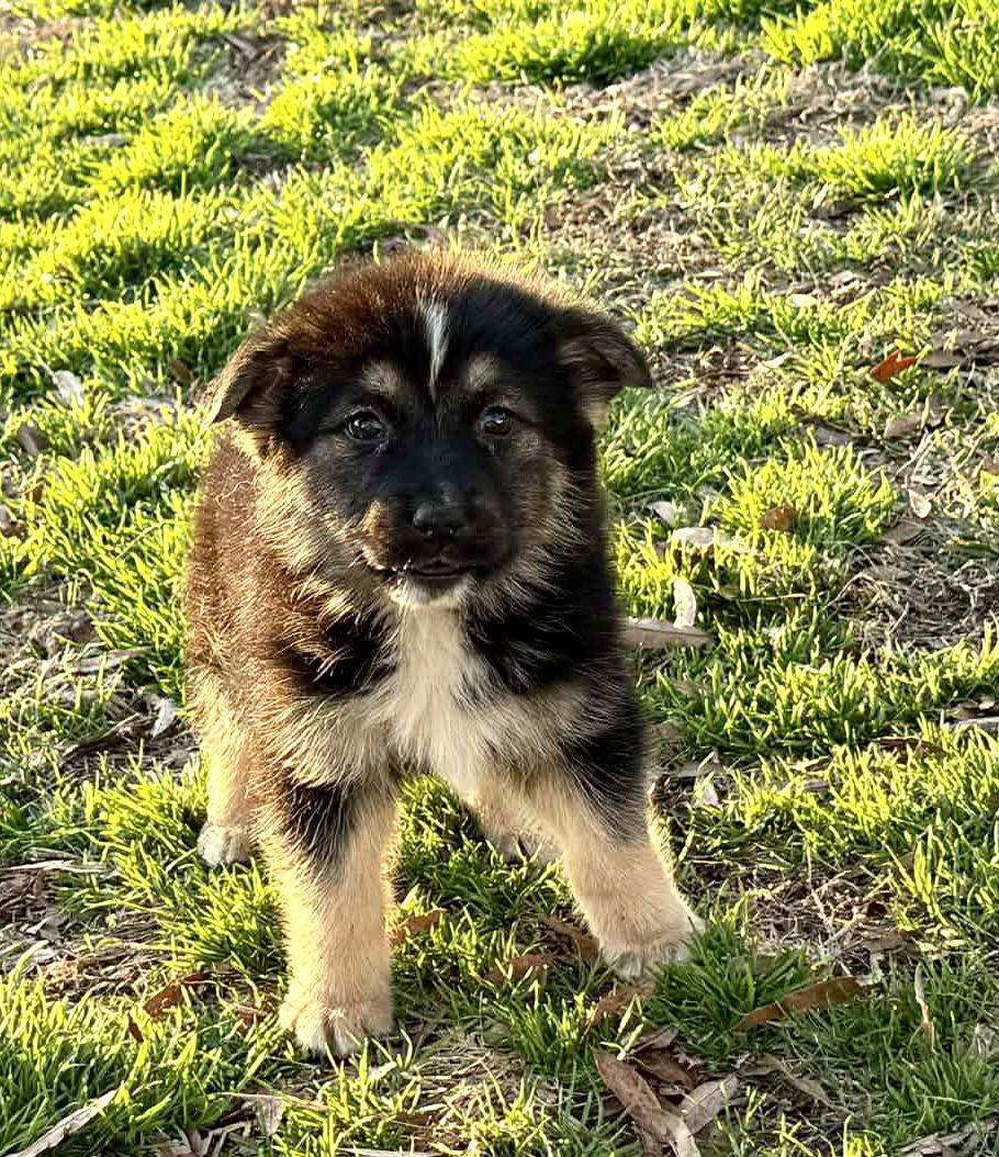 Enlarge River-11wks now-Neuter Contract Required $425, a Adoptable German Shepherd Dog in Holly Hill, SC image 3/3