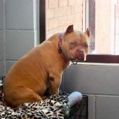 Rocky, an adopted Staffordshire Bull Terrier in Green Valley, AZ image 5/5