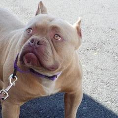 Rocky, an adopted Staffordshire Bull Terrier in Green Valley, AZ image 2/5