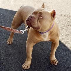 Rocky, an adopted Staffordshire Bull Terrier in Green Valley, AZ image 3/5