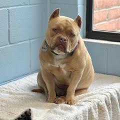 Rocky, adopted, Young Male Staffordshire Bull Terrier.