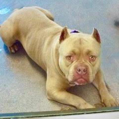 Rocky, an adopted Staffordshire Bull Terrier in Green Valley, AZ image 4/5