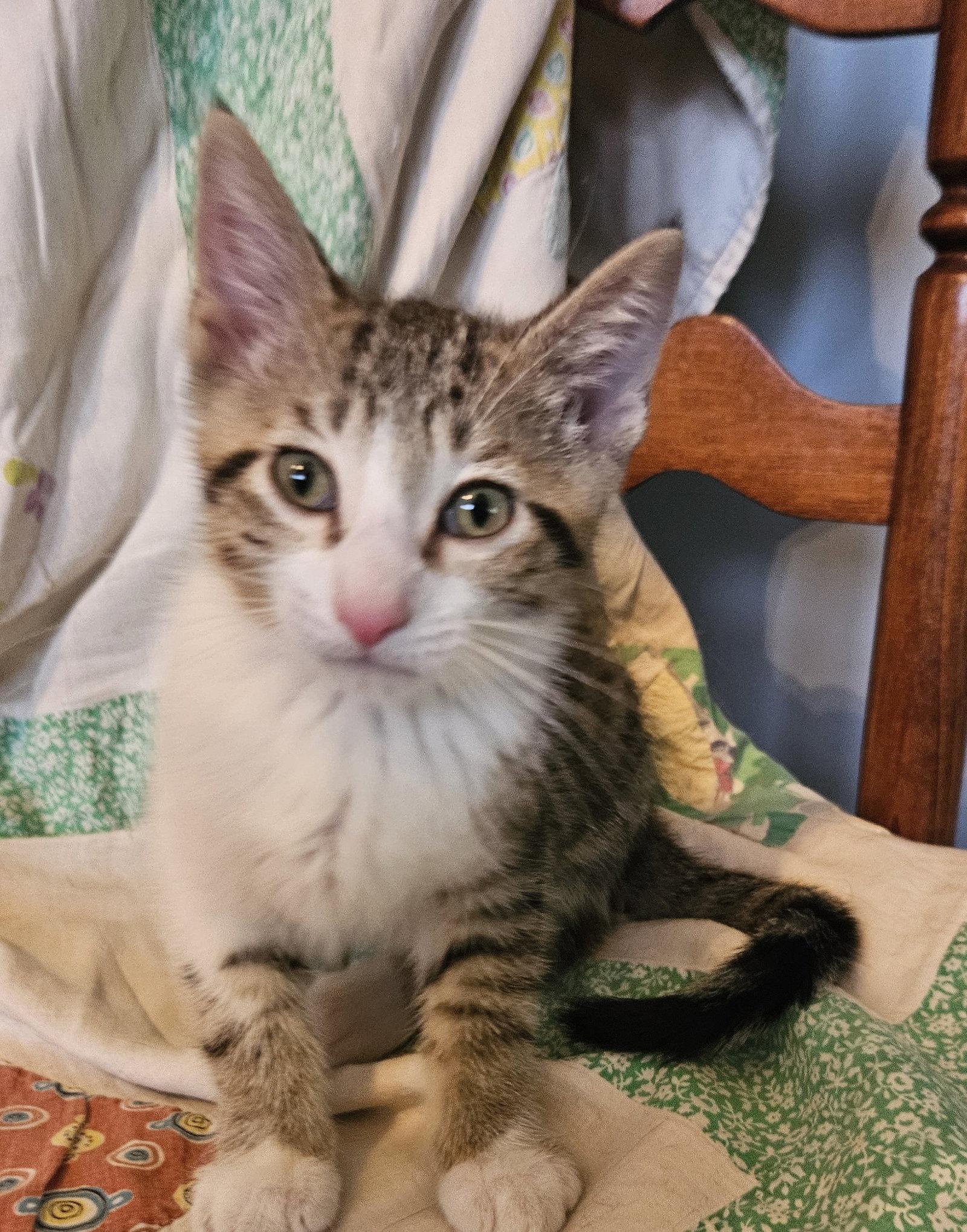 Barnaby, Adoptable, Kitten Male Domestic Short Hair.