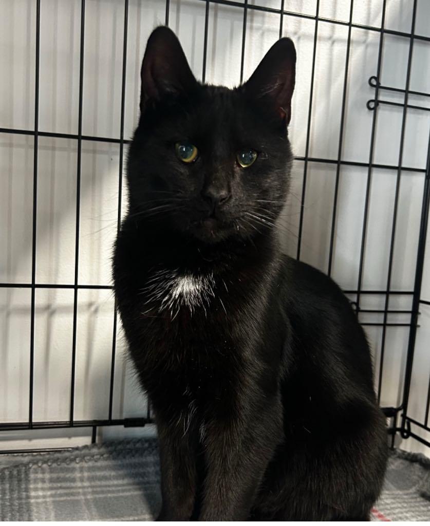 Enlarge Shadow, an adopted Domestic Short Hair in Cortland, OH image 3/3