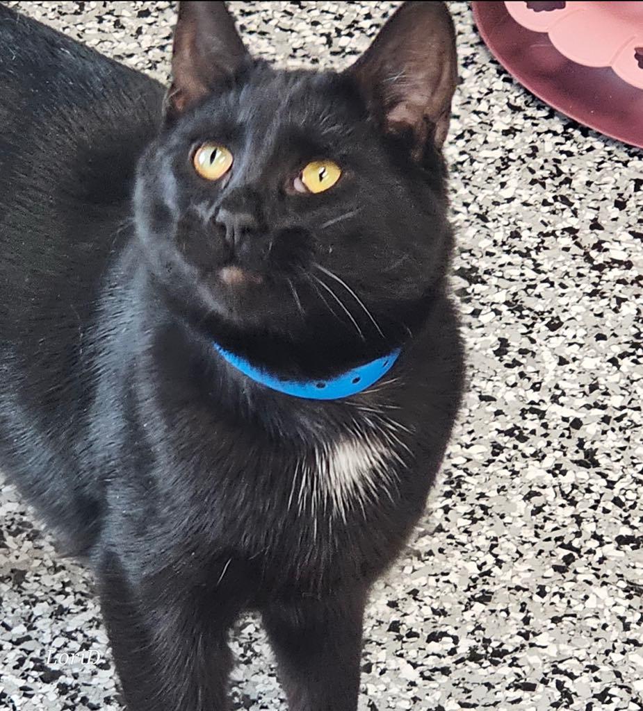 Enlarge Shadow, an adopted Domestic Short Hair in Cortland, OH image 1/3