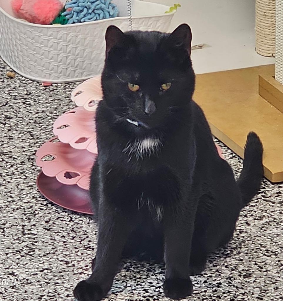 Enlarge Shadow, an adopted Domestic Short Hair in Cortland, OH image 2/3