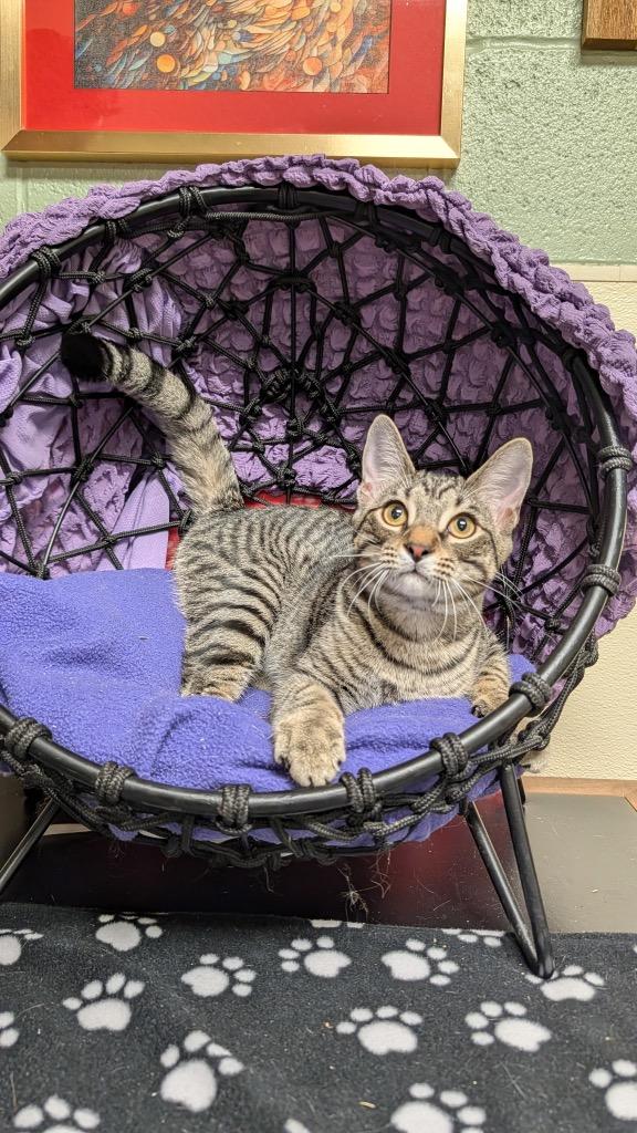 Enlarge Vivace, a Adoptable mixed breed in Ellijay, GA image 1/3