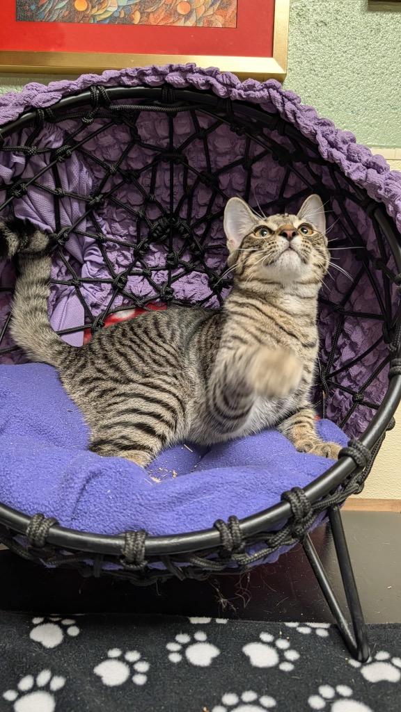 Enlarge Vivace, a Adoptable mixed breed in Ellijay, GA image 2/3