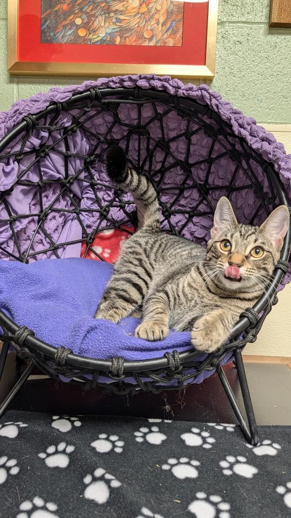 Enlarge Vivace, a Adoptable mixed breed in Ellijay, GA image 3/3