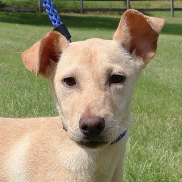 COCA COLA "In NY:Foster &/or Forever Home Needed!", a Adoptable mixed breed in New York, NY image 6/6