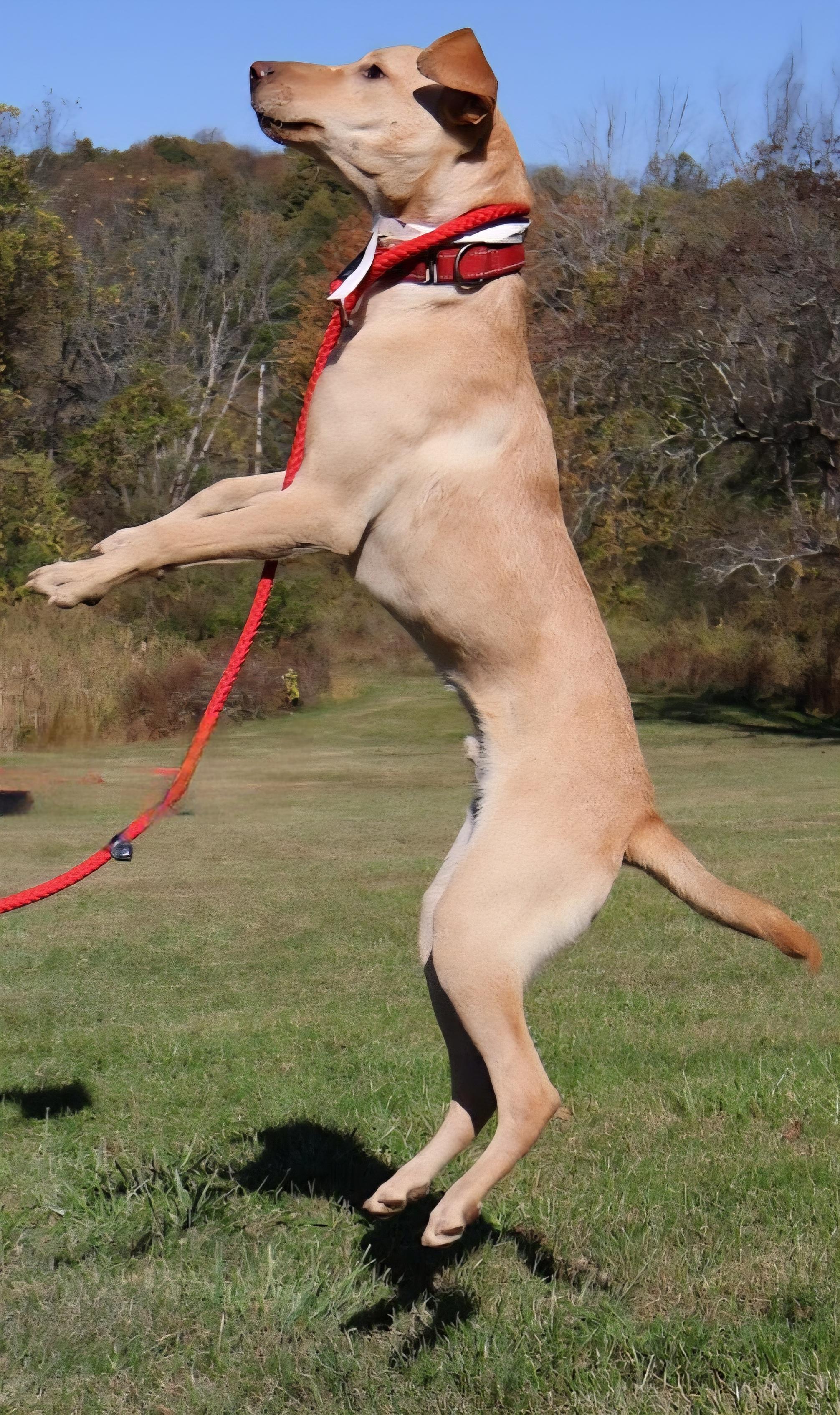 COCA COLA "In NY:Foster &/or Forever Home Needed!", a Adoptable mixed breed in New York, NY image 2/6