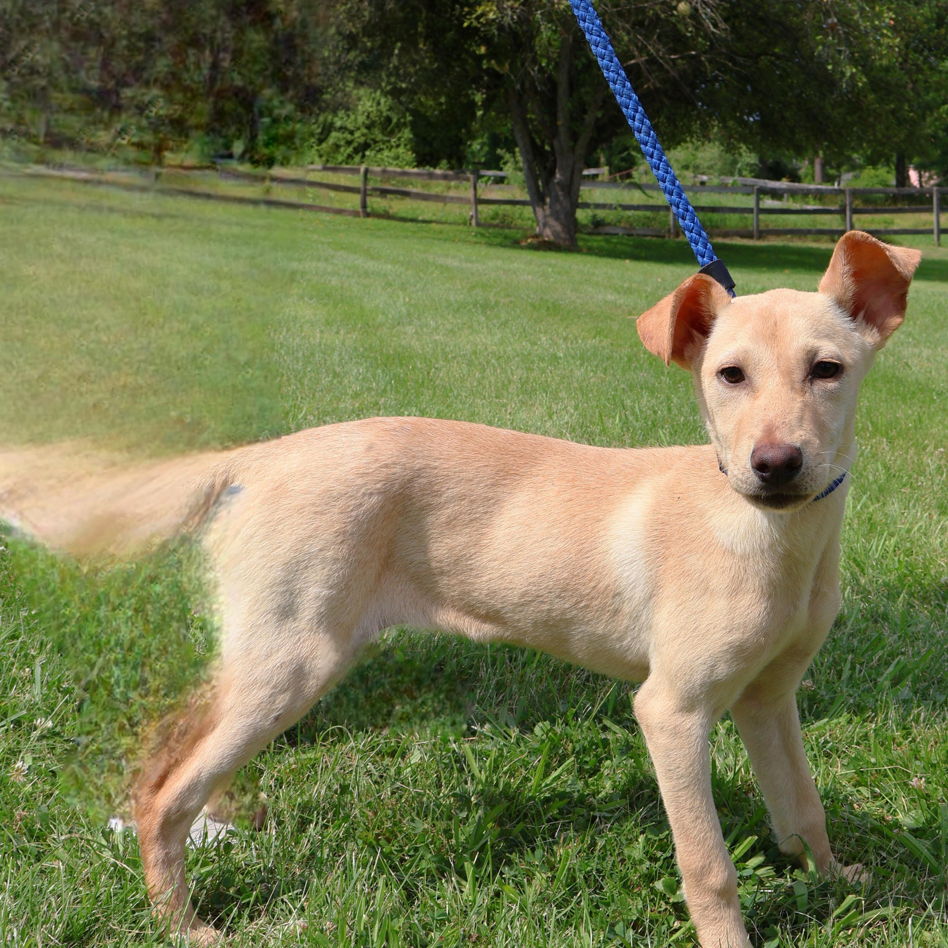 COCA COLA "In NY:Foster &/or Forever Home Needed!", a Adoptable mixed breed in New York, NY image 5/6