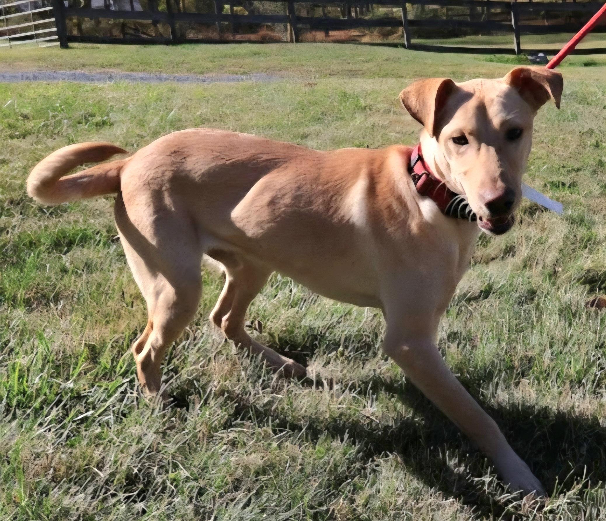 COCA COLA "In NY:Foster &/or Forever Home Needed!", a Adoptable mixed breed in New York, NY image 3/6