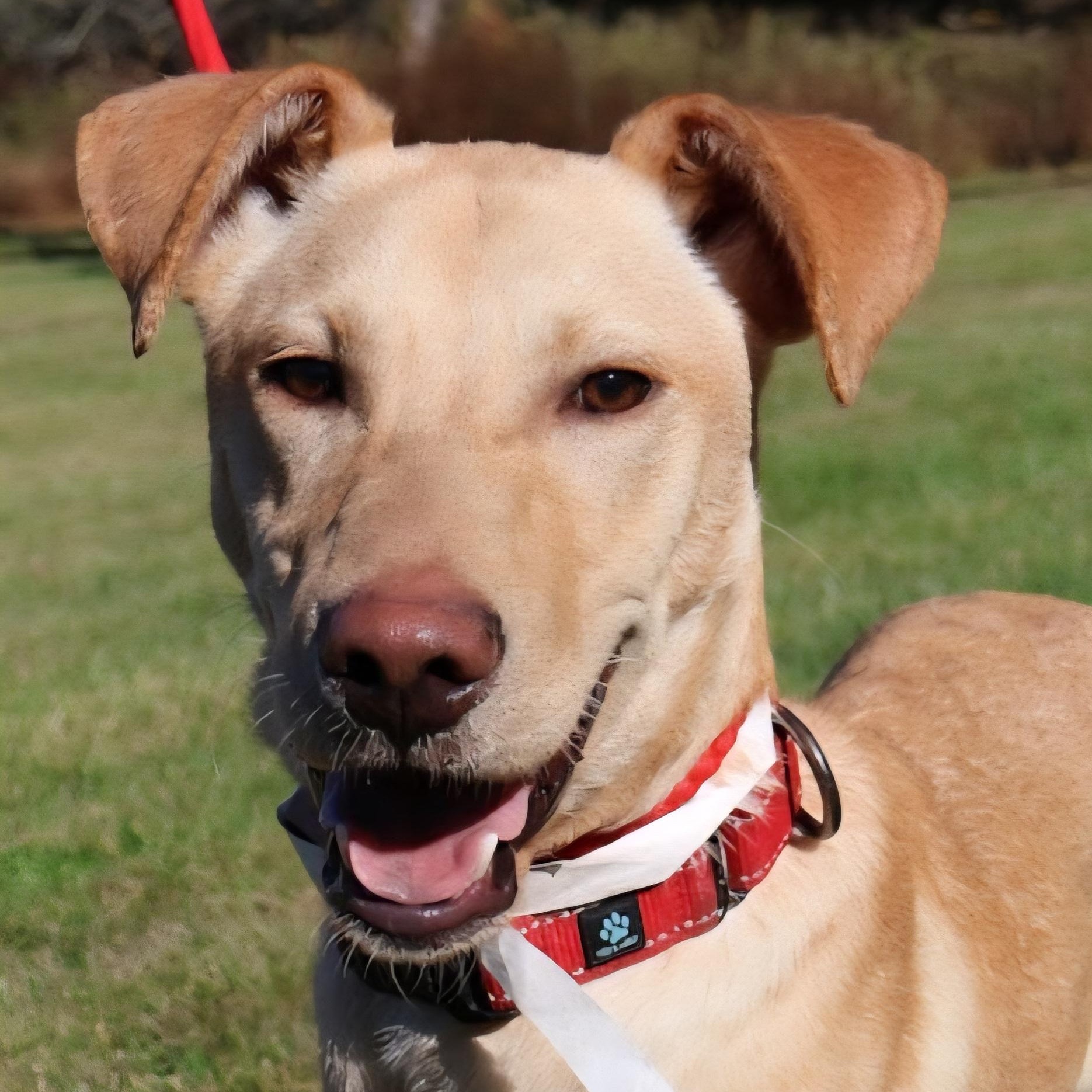 COCA COLA "In NY:Foster &/or Forever Home Needed!", a Adoptable mixed breed in New York, NY image 1/6