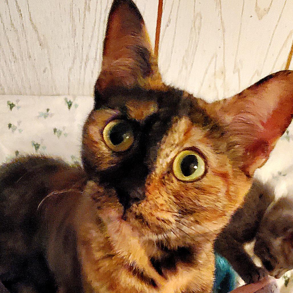 Enlarge Harper, a Adoptable Domestic Short Hair in Keizer, OR image 1/1