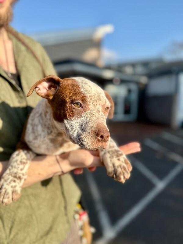 Finn, Adoptable, Young Male Shar-Pei & Cattle Dog.