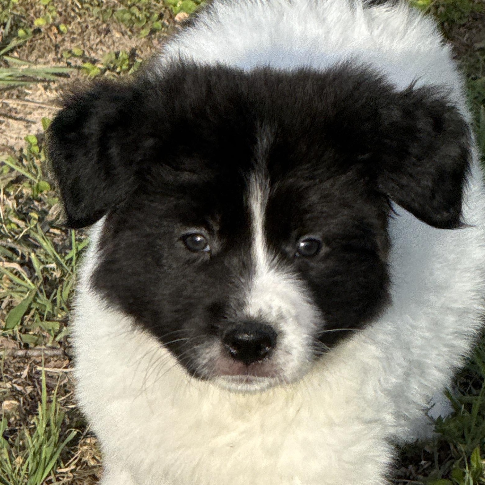 Enlarge Baby, an adopted Border Collie in Haslet, TX image 1/2