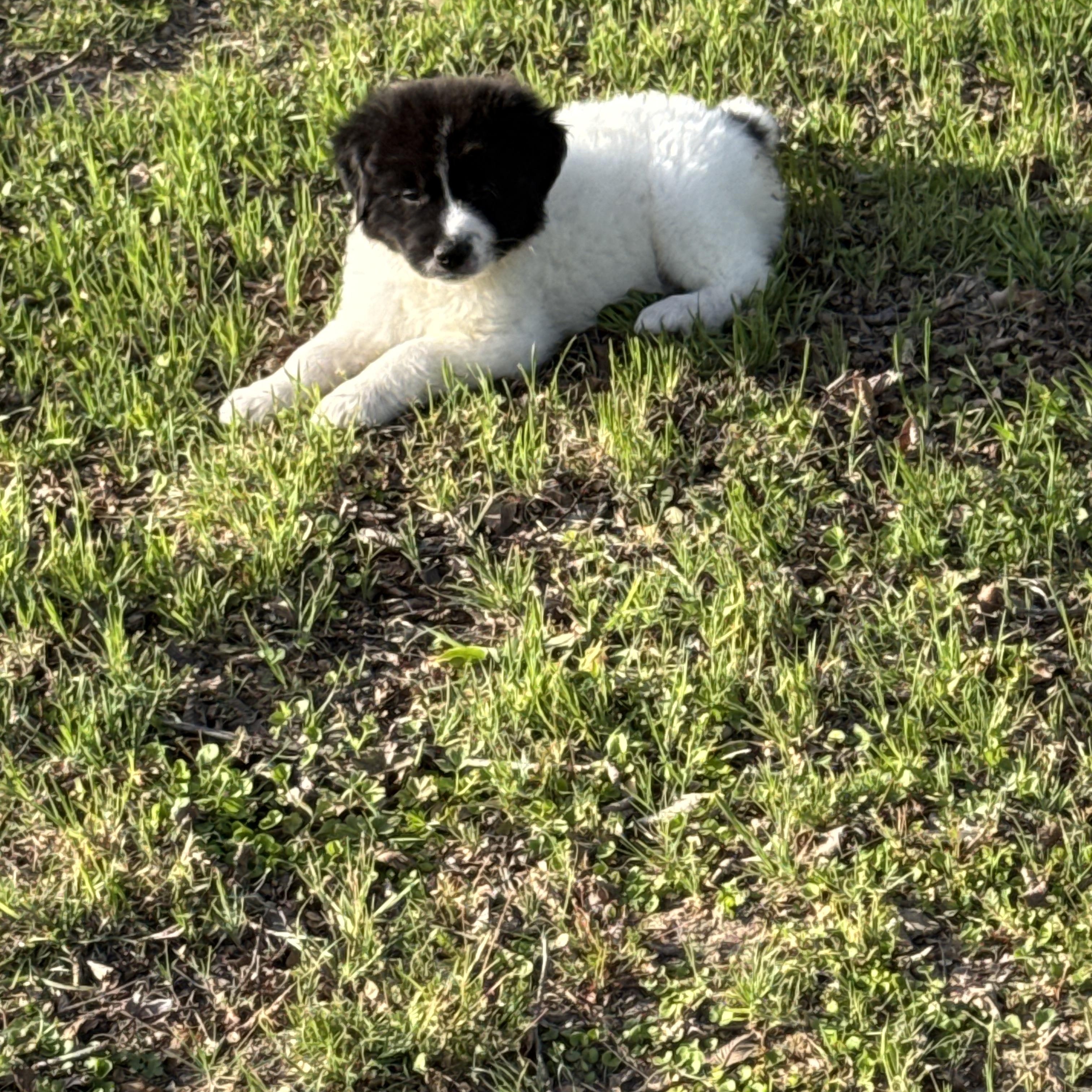 Enlarge Baby, an adopted Border Collie in Haslet, TX image 2/2