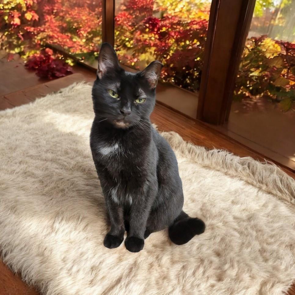 Enlarge Morticia, a Adoptable Domestic Short Hair in Wilmington, OH image 1/6