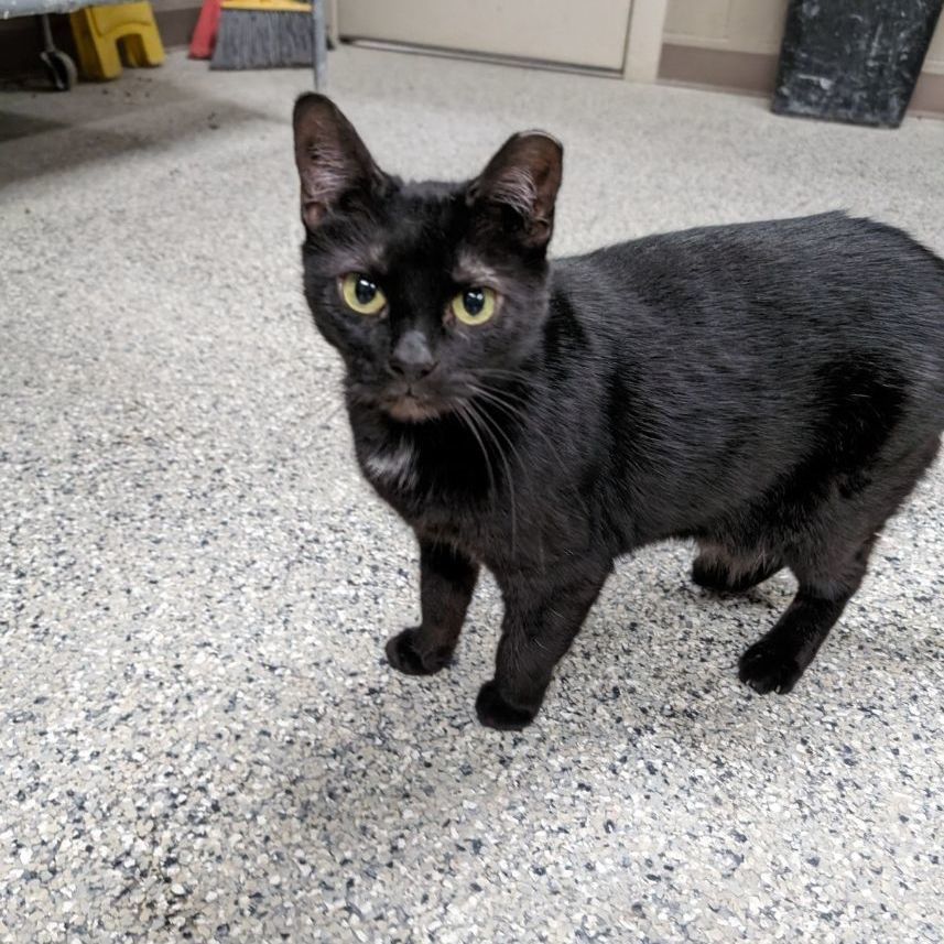 Enlarge Morticia, a Adoptable Domestic Short Hair in Wilmington, OH image 4/6