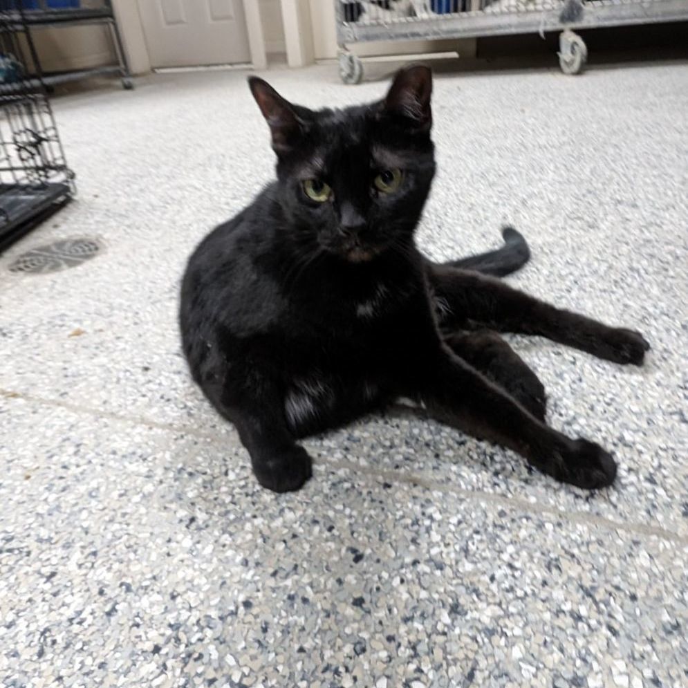 Enlarge Morticia, a Adoptable Domestic Short Hair in Wilmington, OH image 3/6