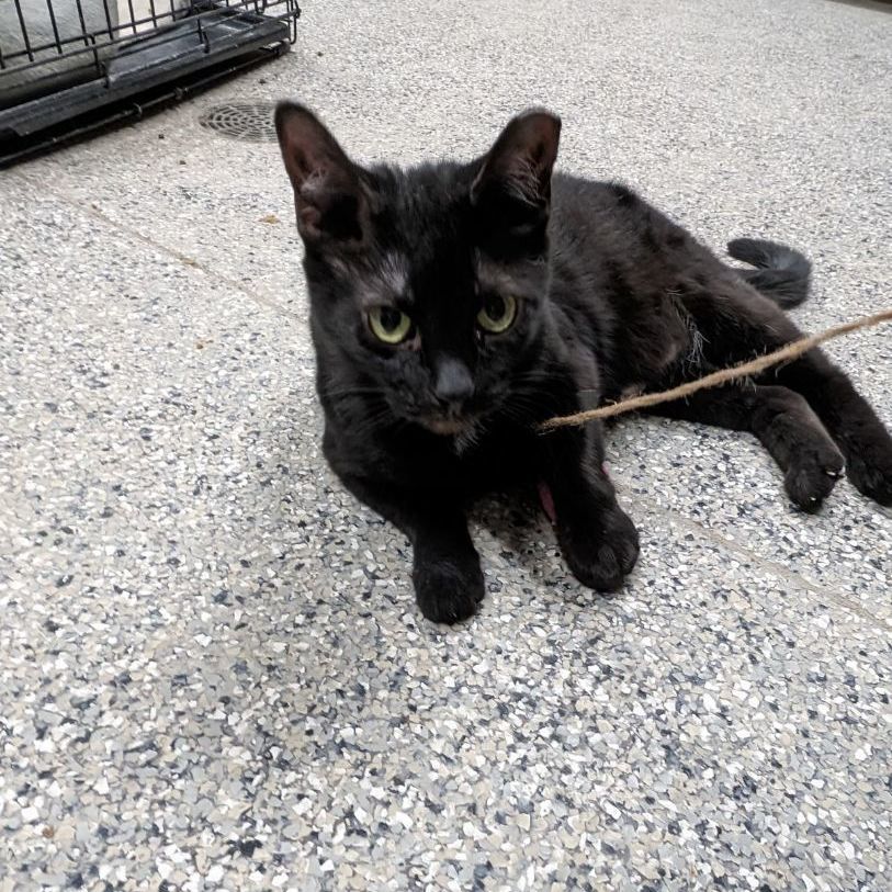 Enlarge Morticia, a Adoptable Domestic Short Hair in Wilmington, OH image 5/6