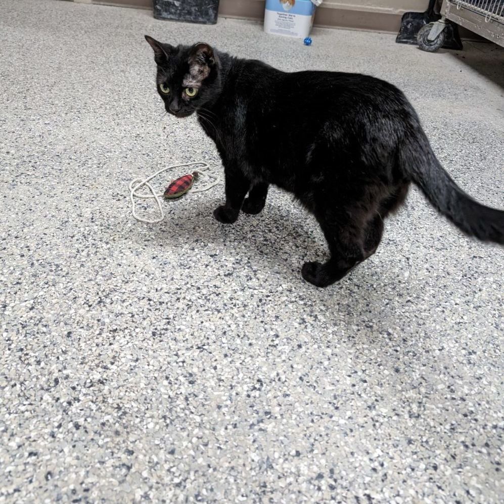 Enlarge Morticia, a Adoptable Domestic Short Hair in Wilmington, OH image 6/6