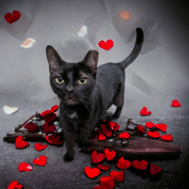 Enlarge Morticia, a Adoptable Domestic Short Hair in Wilmington, OH image 2/6