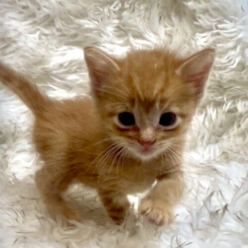 Neopolitan, Adoptable, Kitten Male Domestic Short Hair.