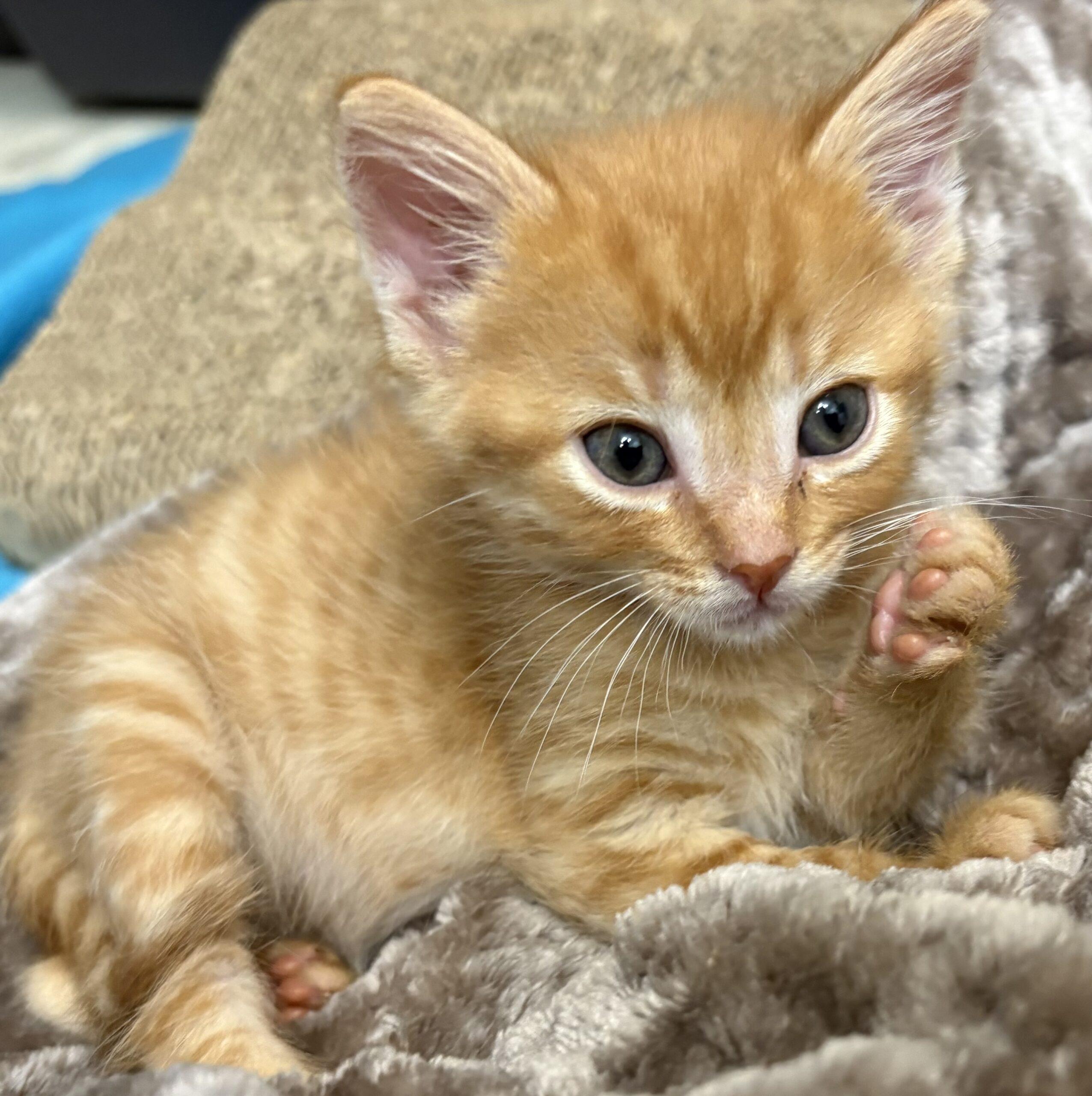 Enlarge Neopolitan, a Adoptable Domestic Short Hair in Vienna, ON image 2/6