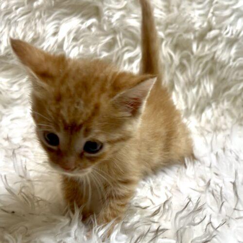 Enlarge Neopolitan, a Adoptable Domestic Short Hair in Vienna, ON image 3/6