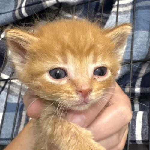 Enlarge Neopolitan, a Adoptable Domestic Short Hair in Vienna, ON image 4/6