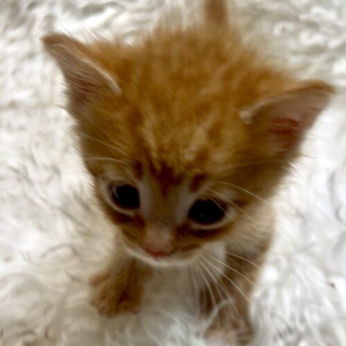Enlarge Neopolitan, a Adoptable Domestic Short Hair in Vienna, ON image 5/6