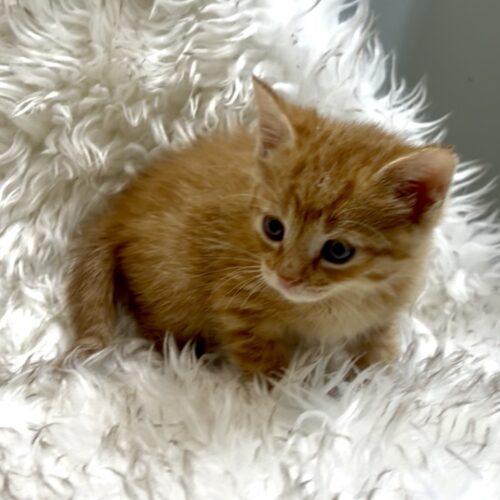 Enlarge Neopolitan, a Adoptable Domestic Short Hair in Vienna, ON image 6/6