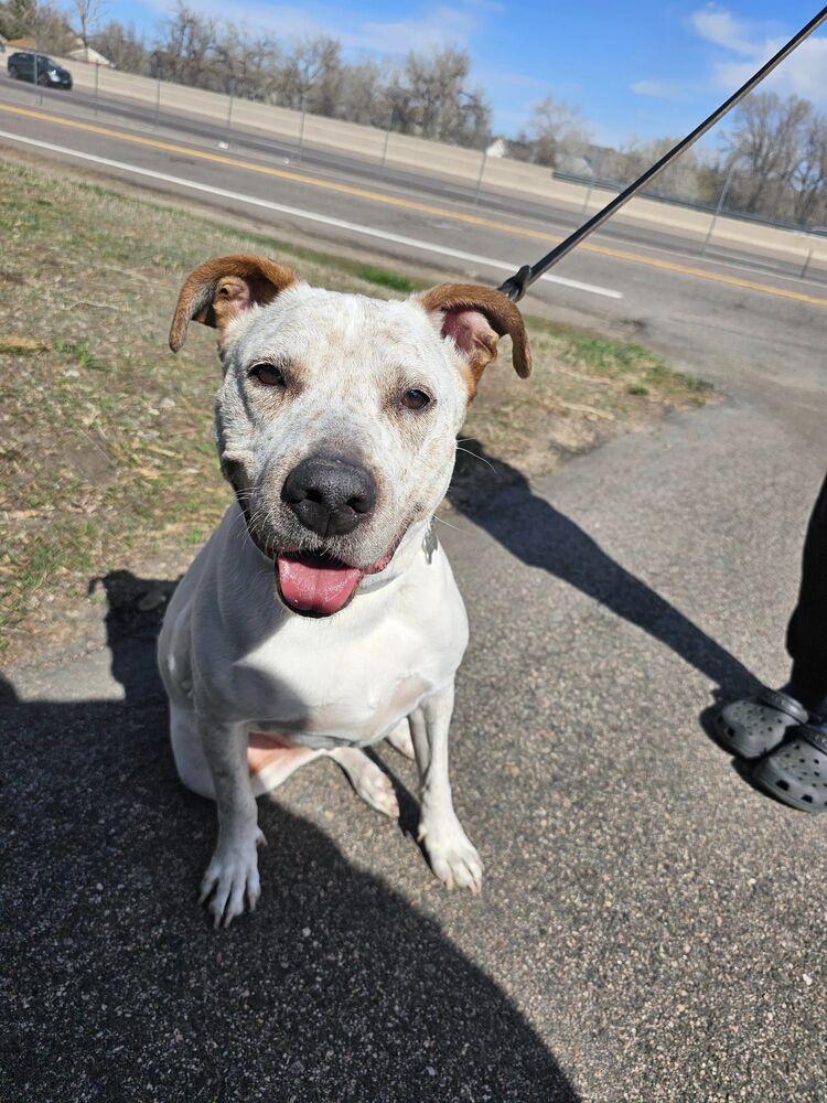 Enlarge Forrest, a Adopted mixed breed in Littleton, CO image 1/6