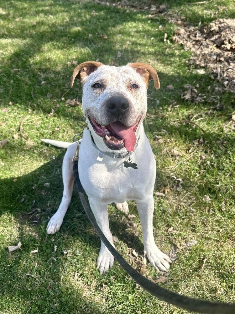 Enlarge Forrest, a Adopted mixed breed in Littleton, CO image 2/6