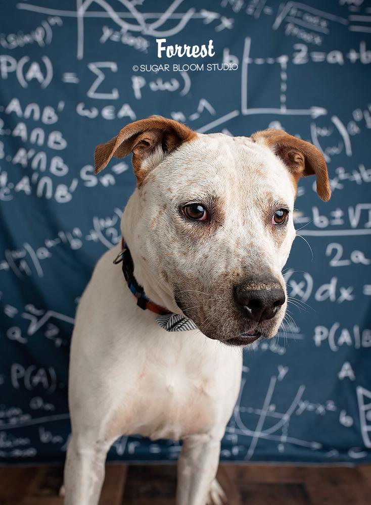 Enlarge Forrest, a Adopted mixed breed in Littleton, CO image 3/6