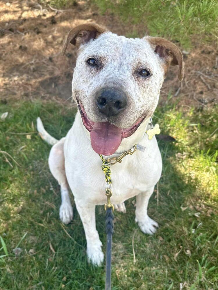 Enlarge Forrest, a Adopted mixed breed in Littleton, CO image 4/6