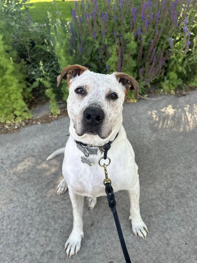 Enlarge Forrest, a Adopted mixed breed in Littleton, CO image 6/6
