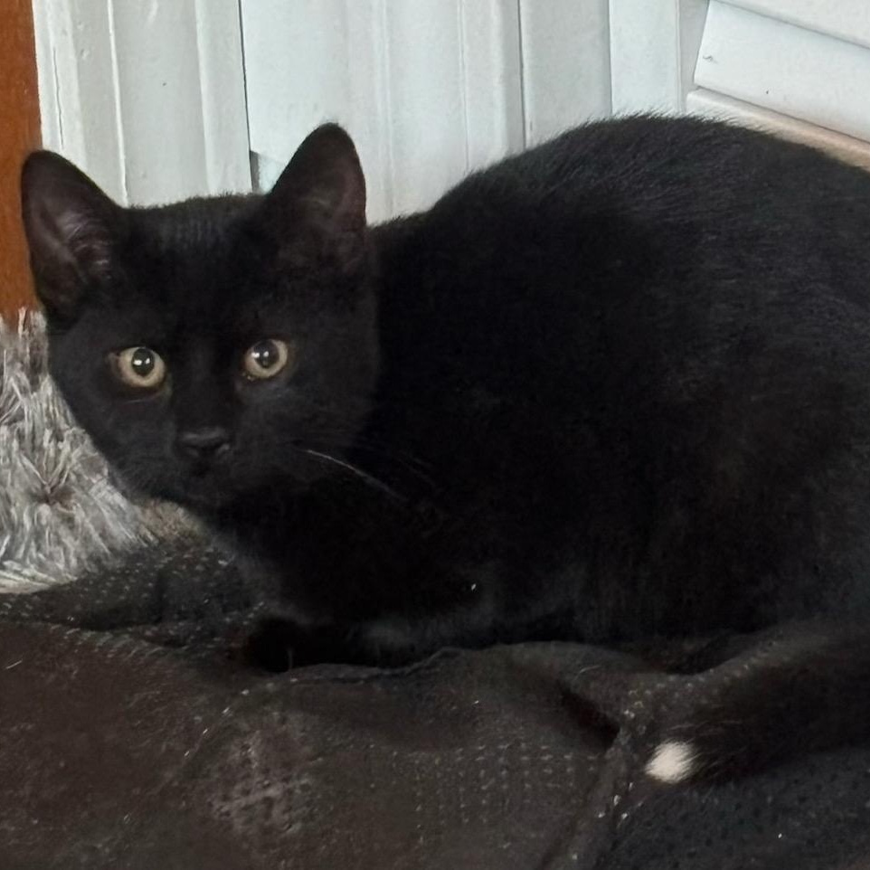 Brownie, ADOPTABLE, Kitten Male Domestic Short Hair.