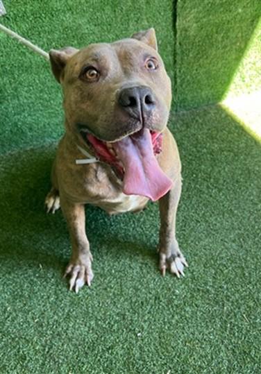 ROSIE, Adoptable, Adult Female Pit Bull Terrier.