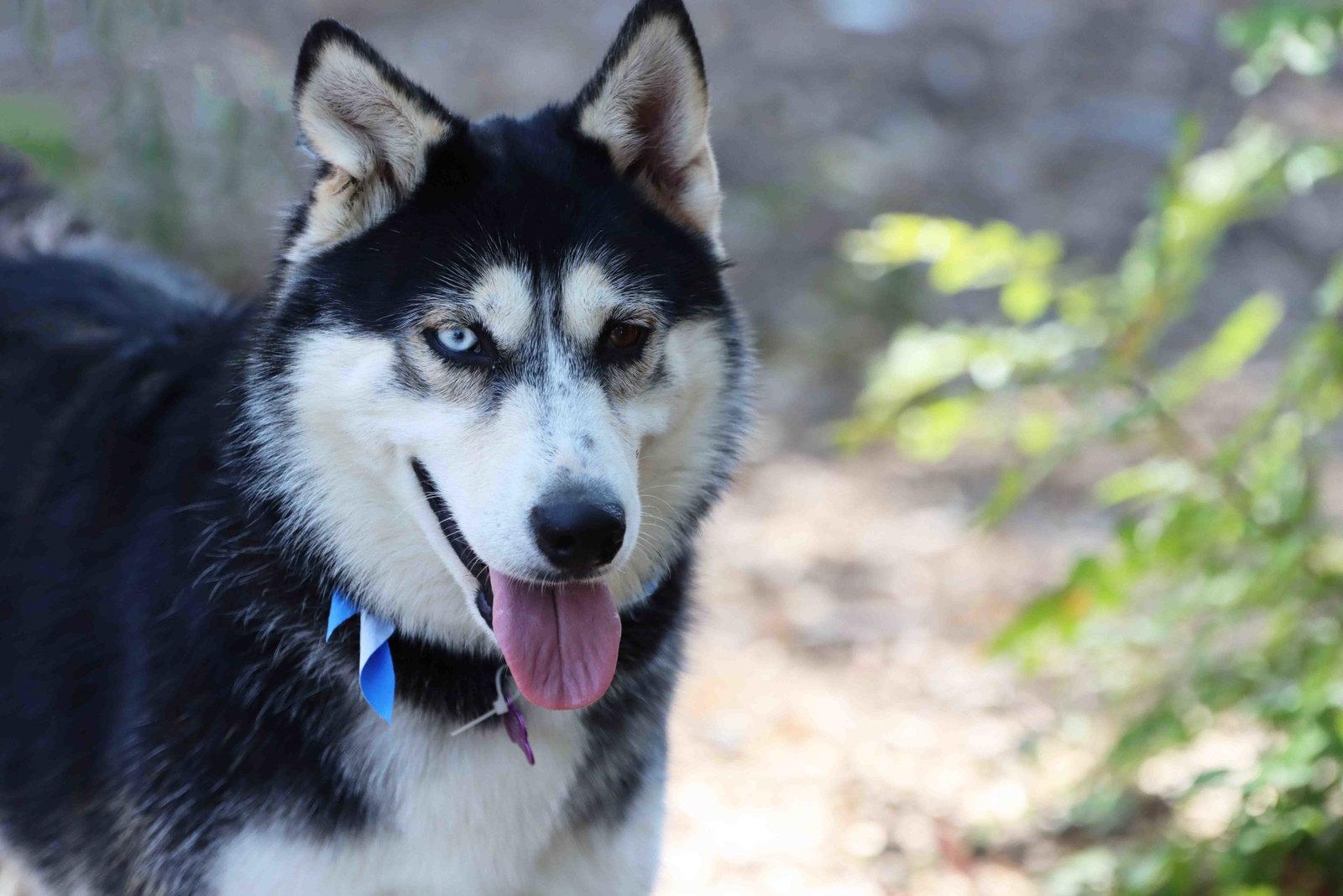 Daena, a Adoptable Siberian Husky in Walnut Creek, CA image 1/3