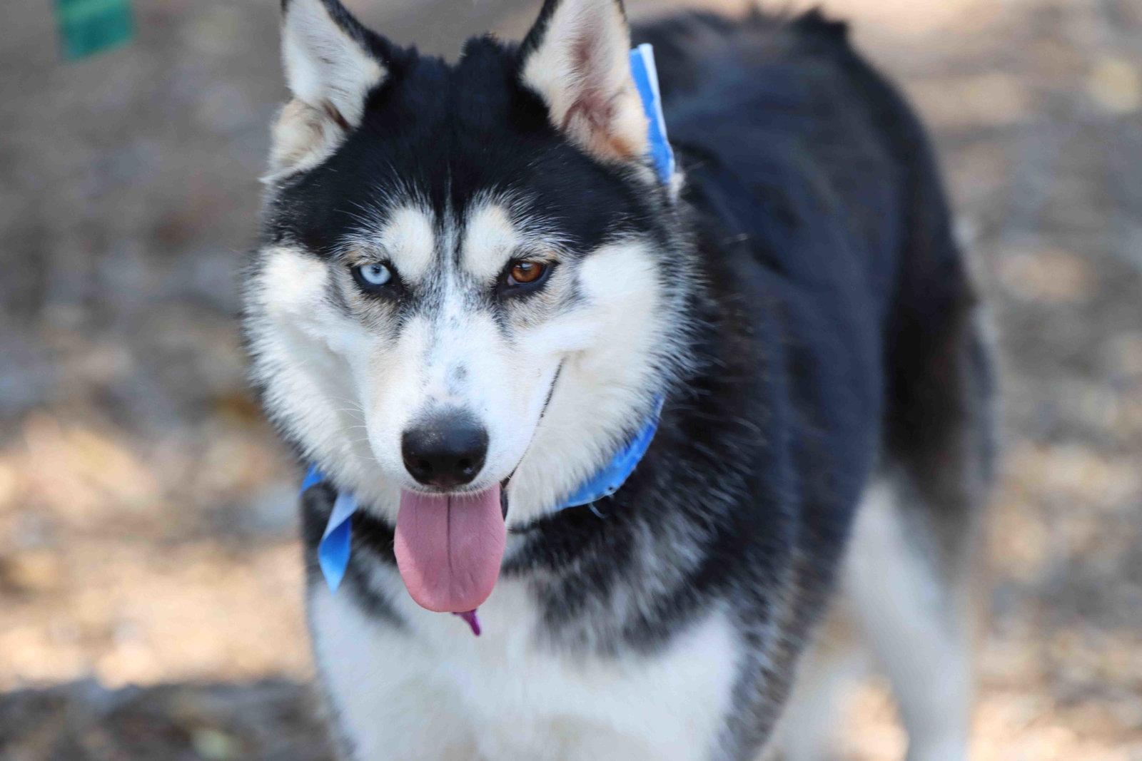 Daena, a Adoptable Siberian Husky in Walnut Creek, CA image 2/3